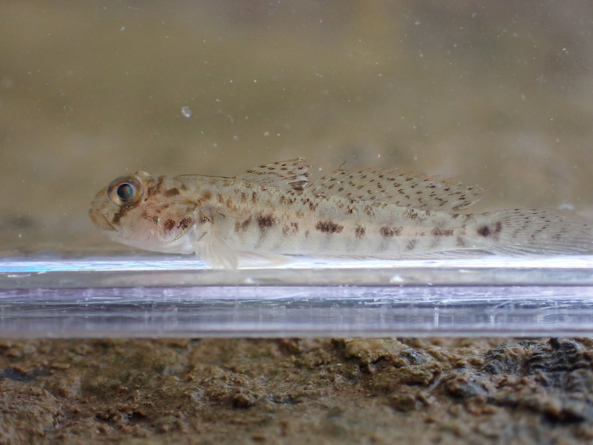ภาพ ปลาบู่บู่ (Oxyurichthys ophthalmonema)