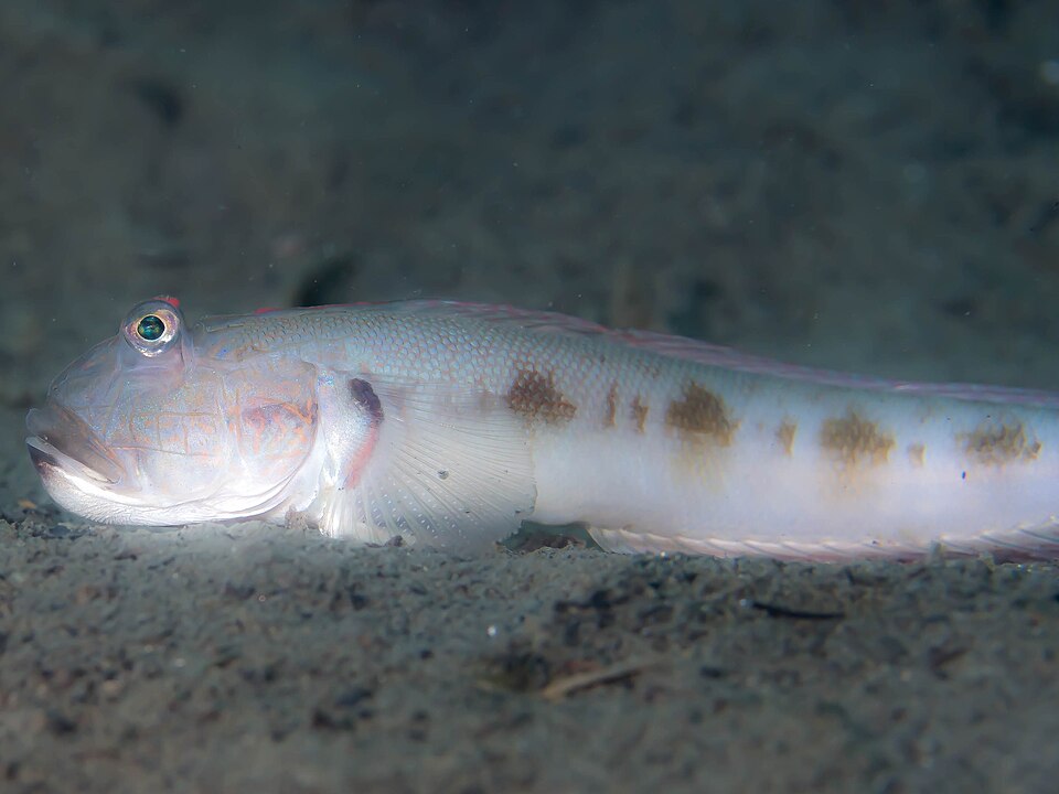ภาพ ปลาบู่บู่ (Oxyurichthys papuensis)