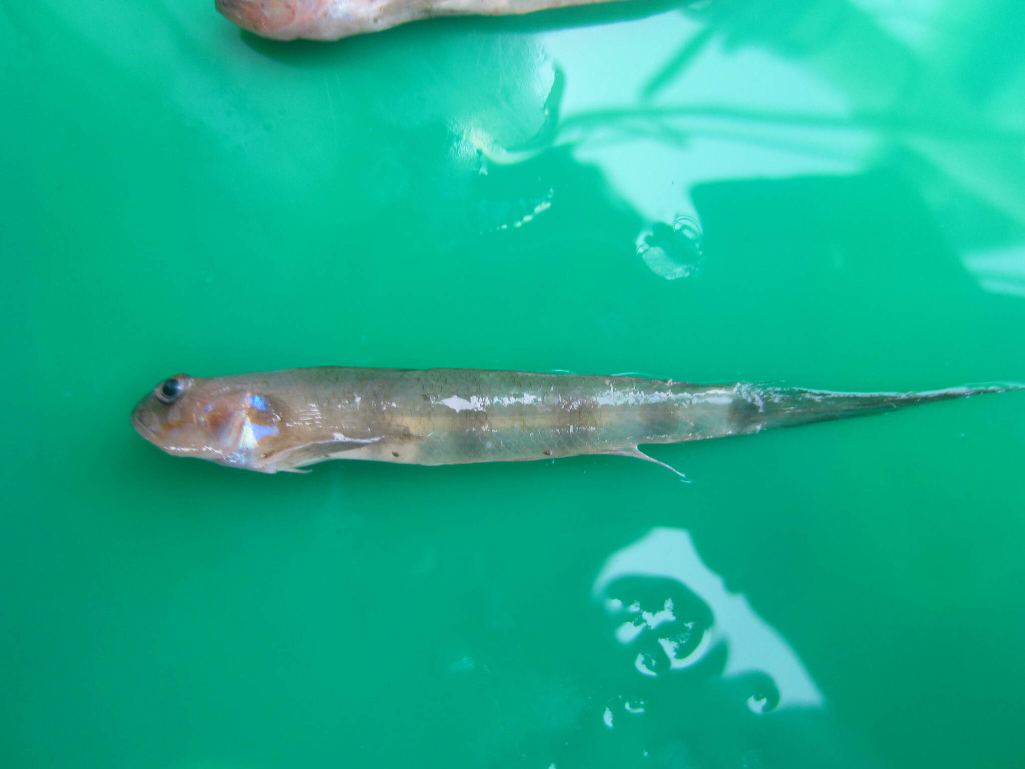 ภาพ ปลาบู่บู่ (Oxyurichthys paulae)