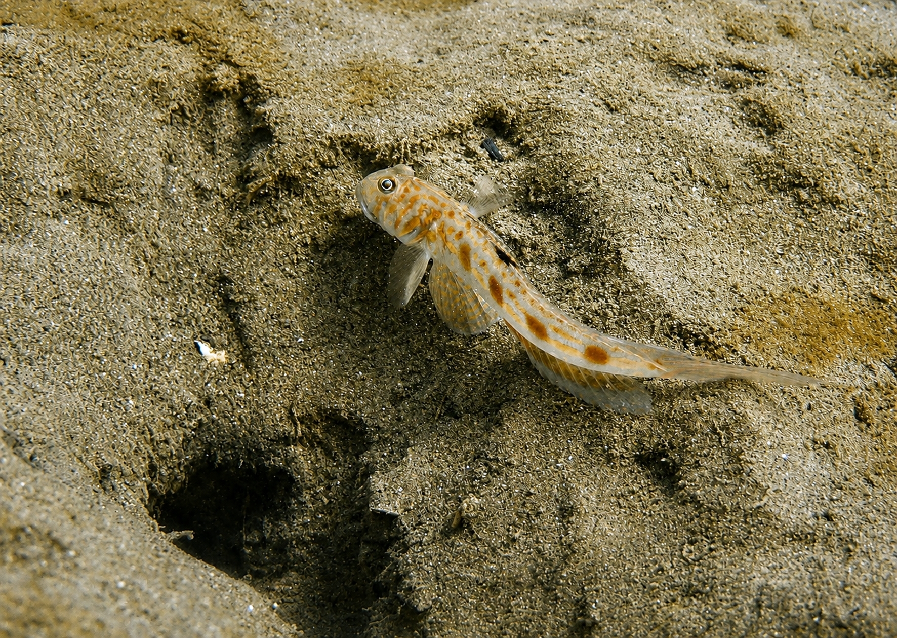 ภาพ ปลาบู่บู่ (Oxyurichthys stigmalophius)