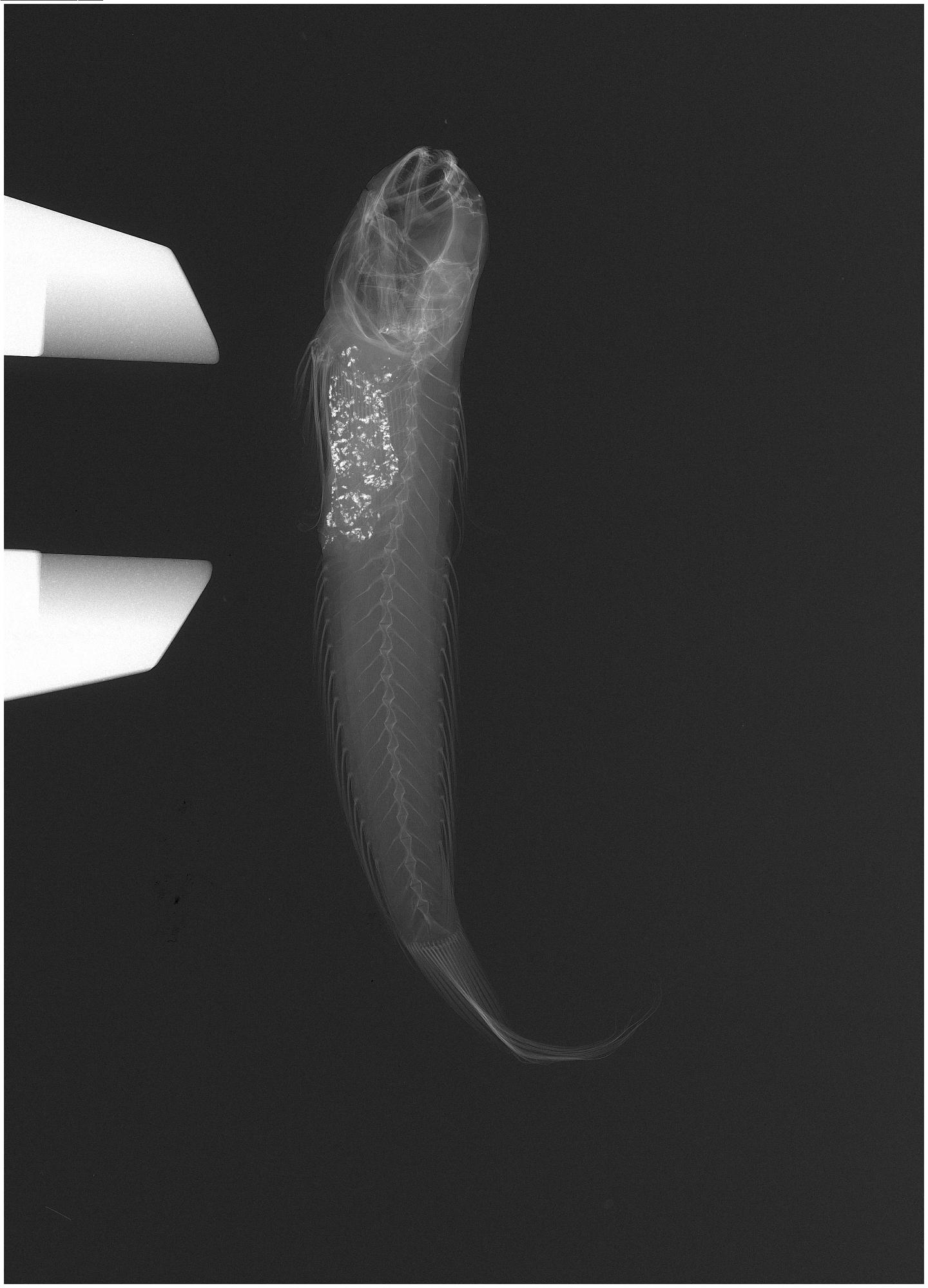 ภาพ ปลาบู่ริบบิ้นบู่ (Oxyurichthys takagi)