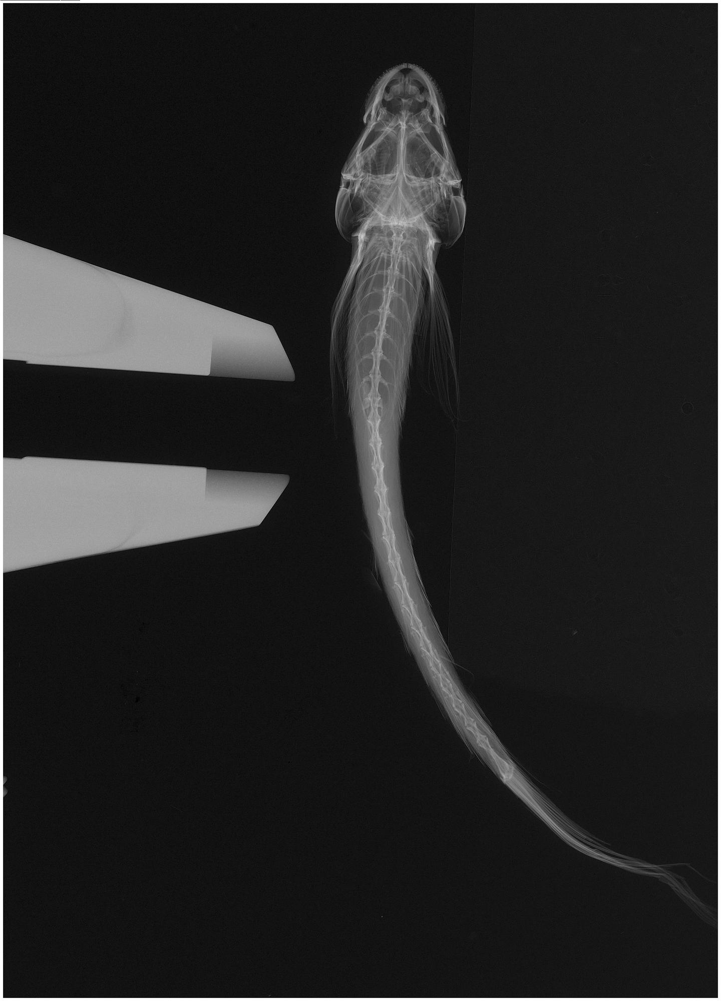 ภาพ ปลาบู่ uronema (Oxyurichthys uronema)