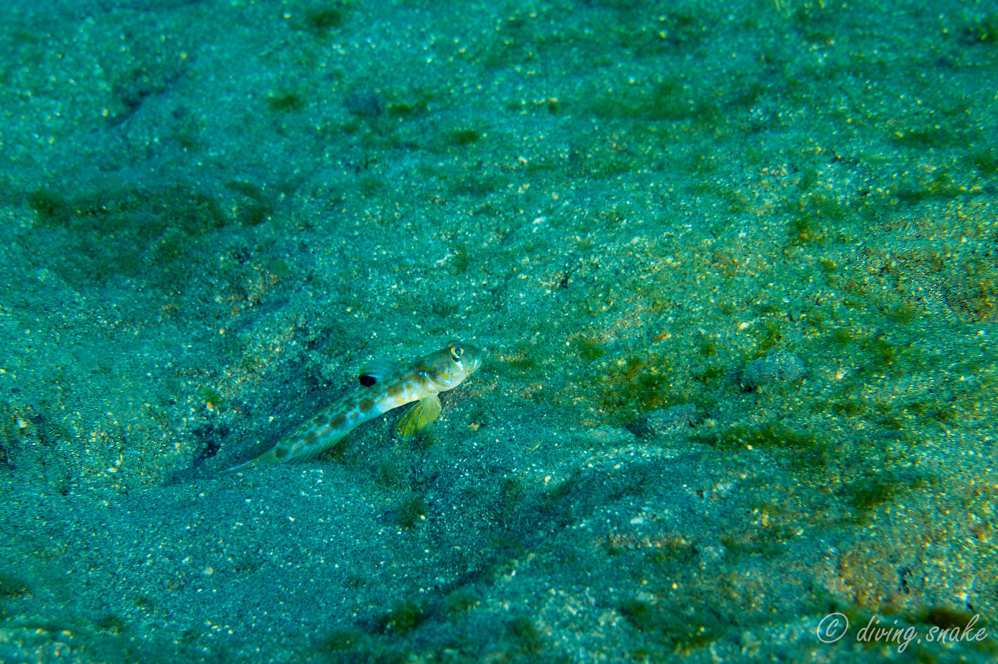ภาพ ปลาบู่ zeta (Oxyurichthys zeta)