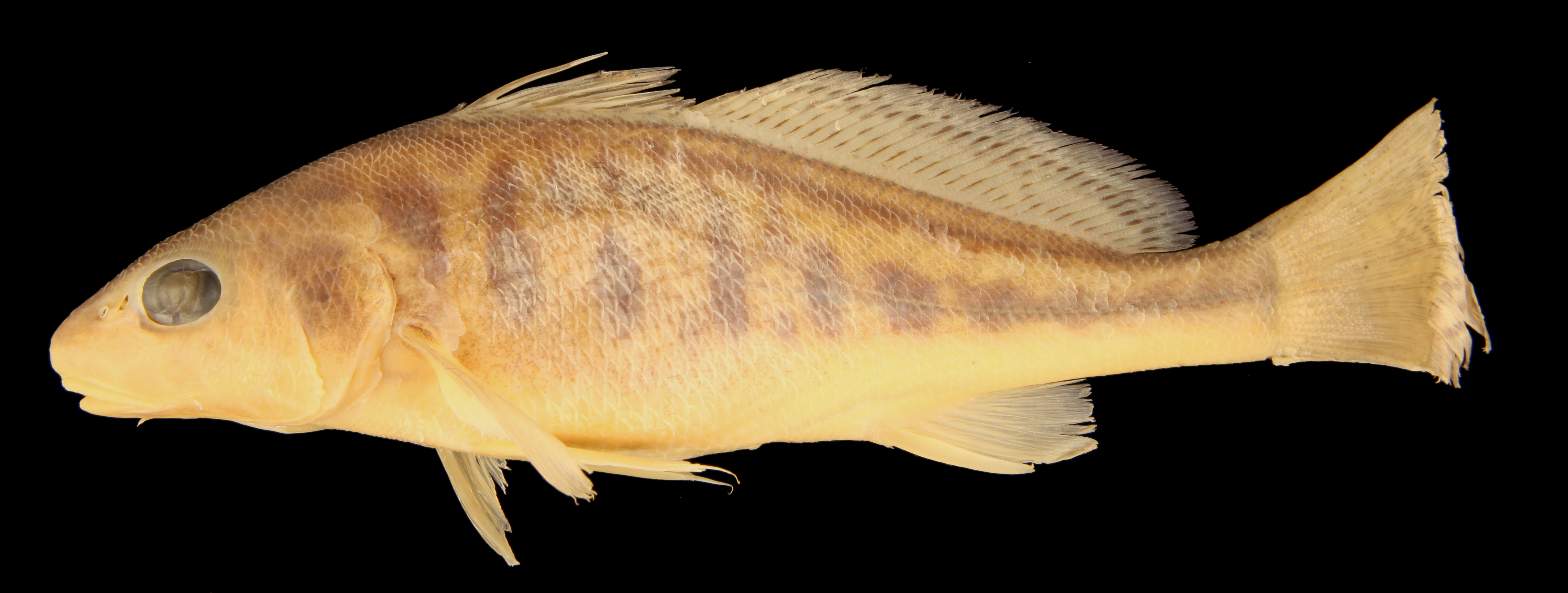 ภาพ ปลาจวด stewarti (Pachyurus stewarti)