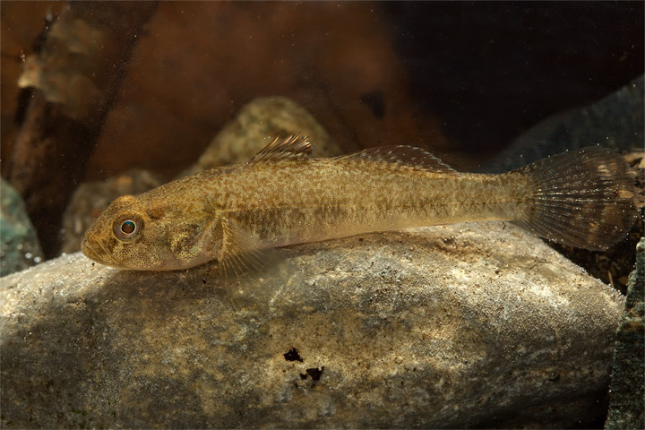 ภาพ ปลาบู่ธรรมดาบู่ (Padogobius bonelli)