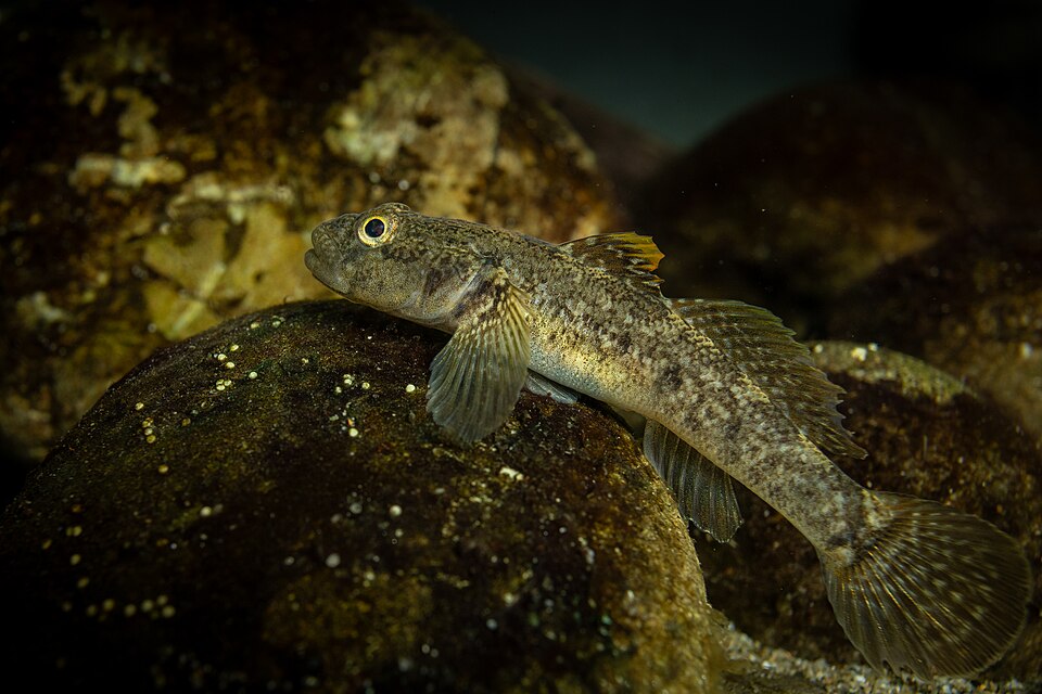 ภาพ ปลาบู่บู่ (Padogobius nigricans)