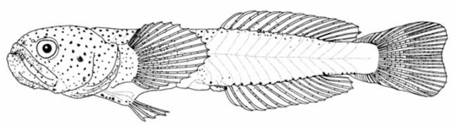 ภาพ ปลาบู่บู่ (Paedogobius kimurai)