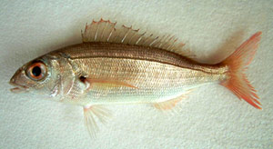 ภาพ ปลา acarne (Pagellus acarne)