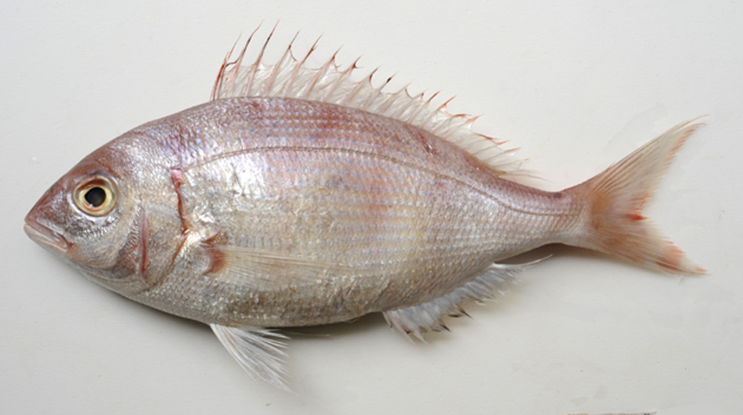 ภาพ ปลา affinis (Pagellus affinis)