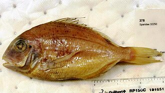 ภาพ ปลา bellottii (Pagellus bellottii)