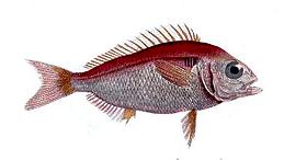 ภาพ ปลา bogaraveo (Pagellus bogaraveo)