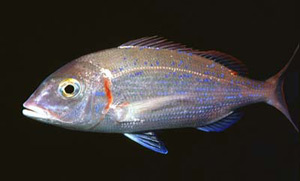 ภาพ ปลา erythrinus (Pagellus erythrinus)