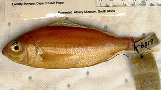 ภาพ ปลา natalensis (Pagellus natalensis)