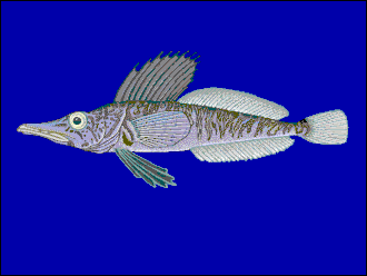 ภาพ ปลา macropterus (Pagetopsis macropterus)