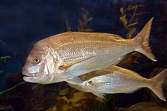 ภาพ ปลา auratus (Pagrus auratus)