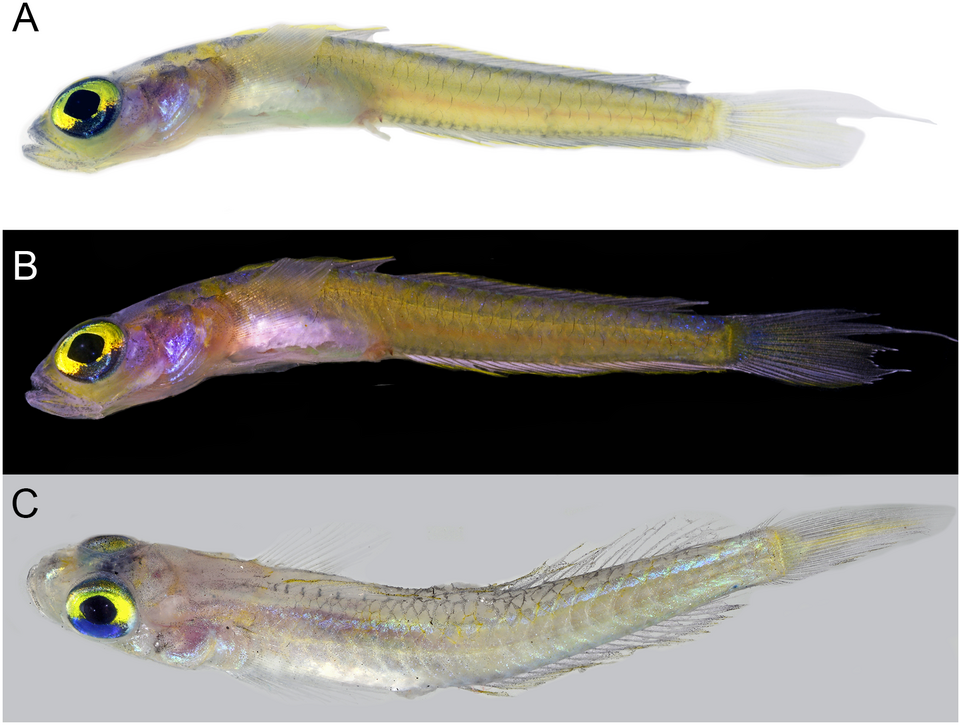 ภาพ ปลาบู่ตาโตบู่ (Palatogobius grandoculus)