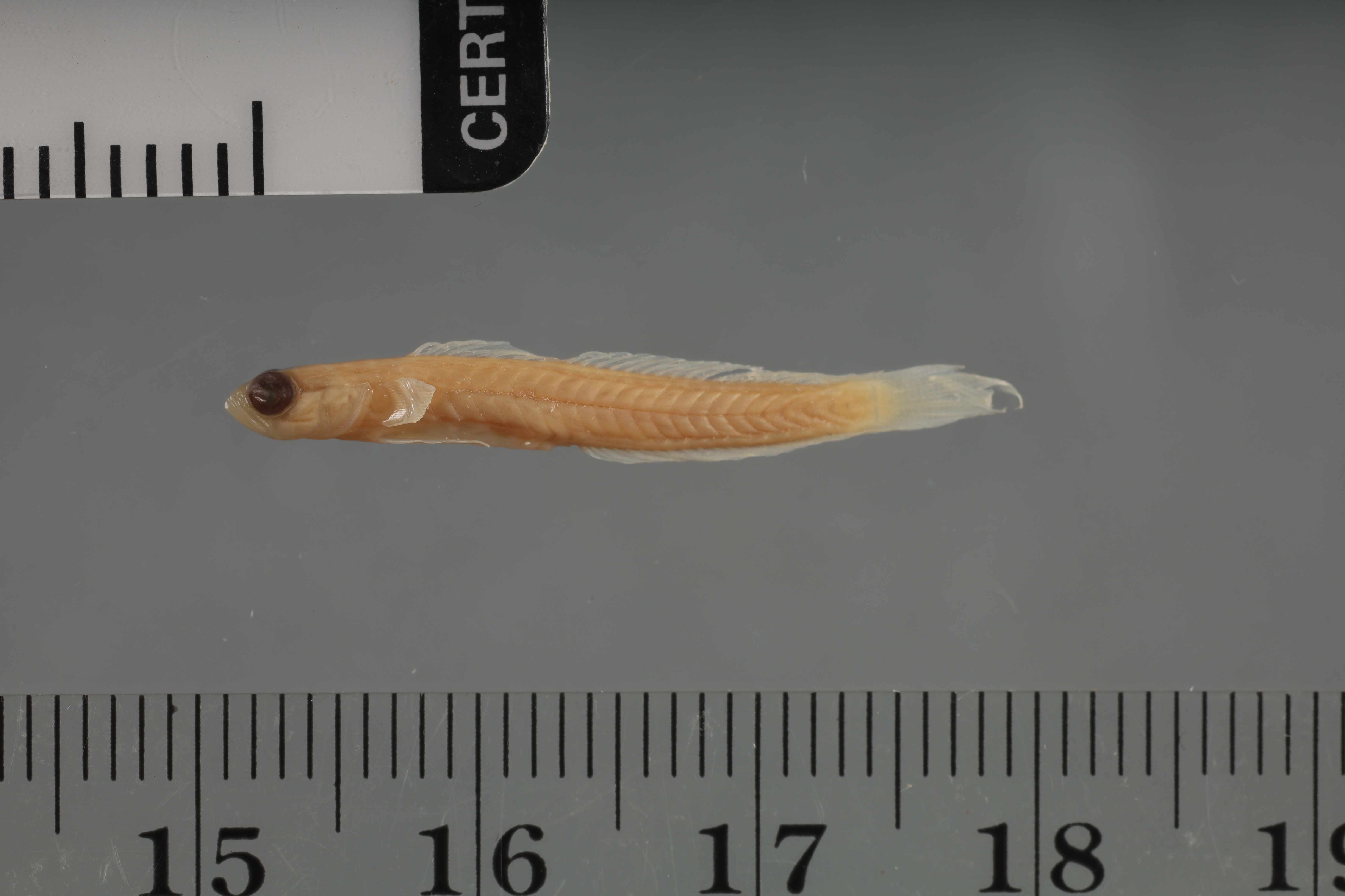 ภาพ ปลาบู่บู่ (Palatogobius paradoxus)
