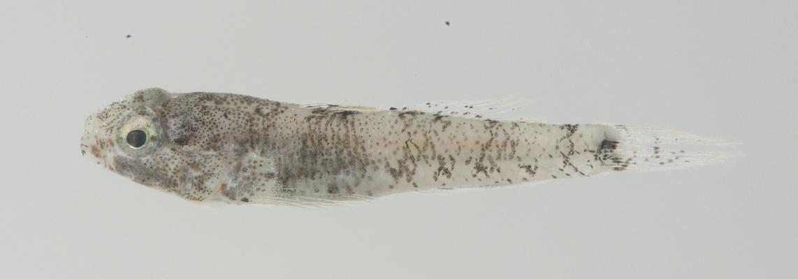 ภาพ ปลาบู่บู่ (Palutrus pruinosa)