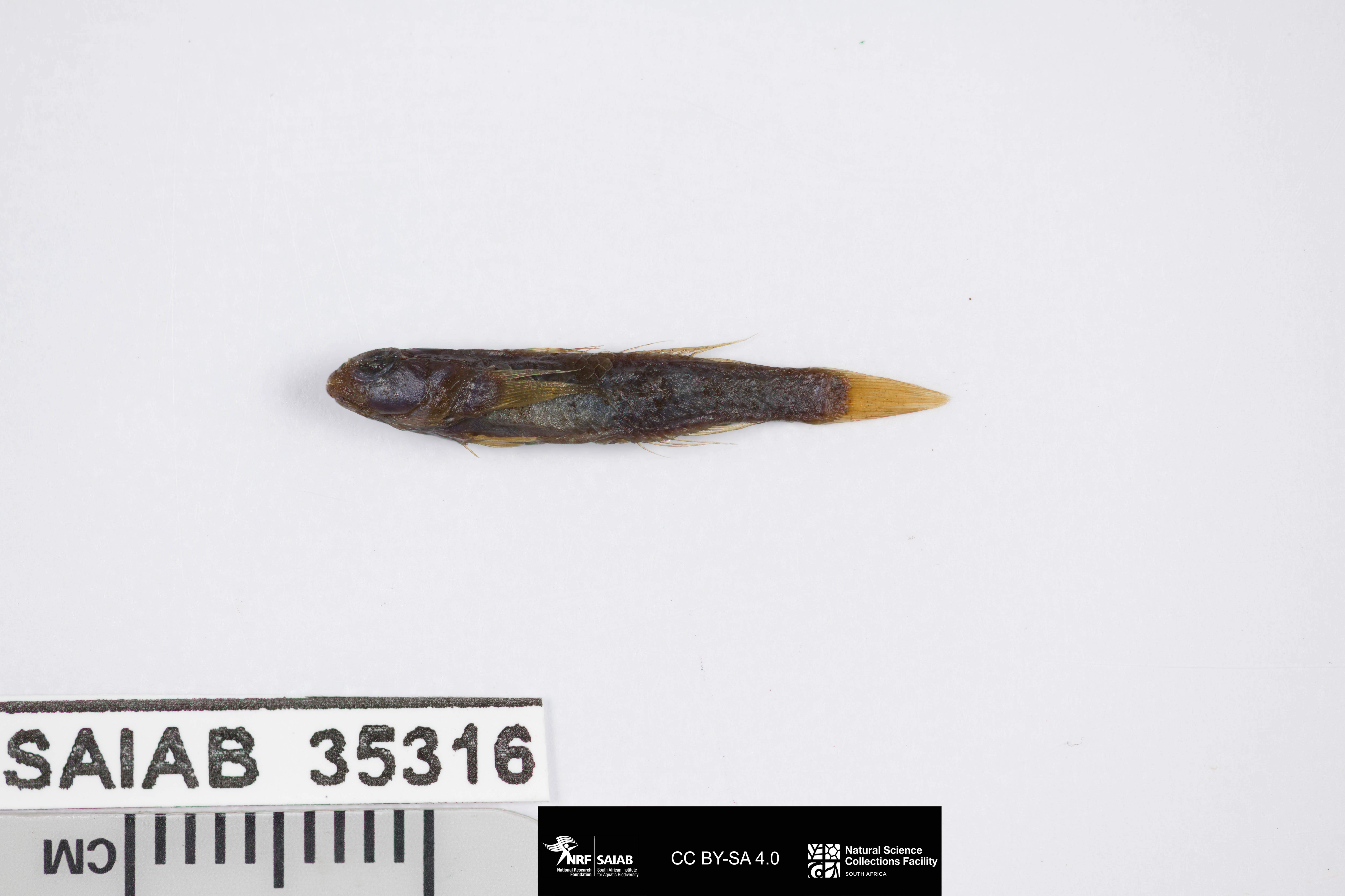 ภาพ ปลาบู่บู่ (Palutrus reticularis)