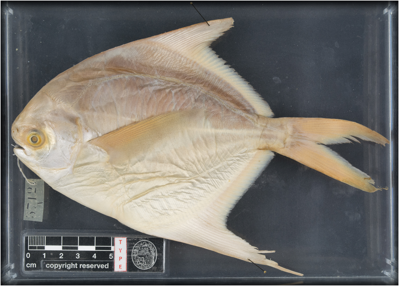 ภาพ ปลา candidus (Pampus candidus)
