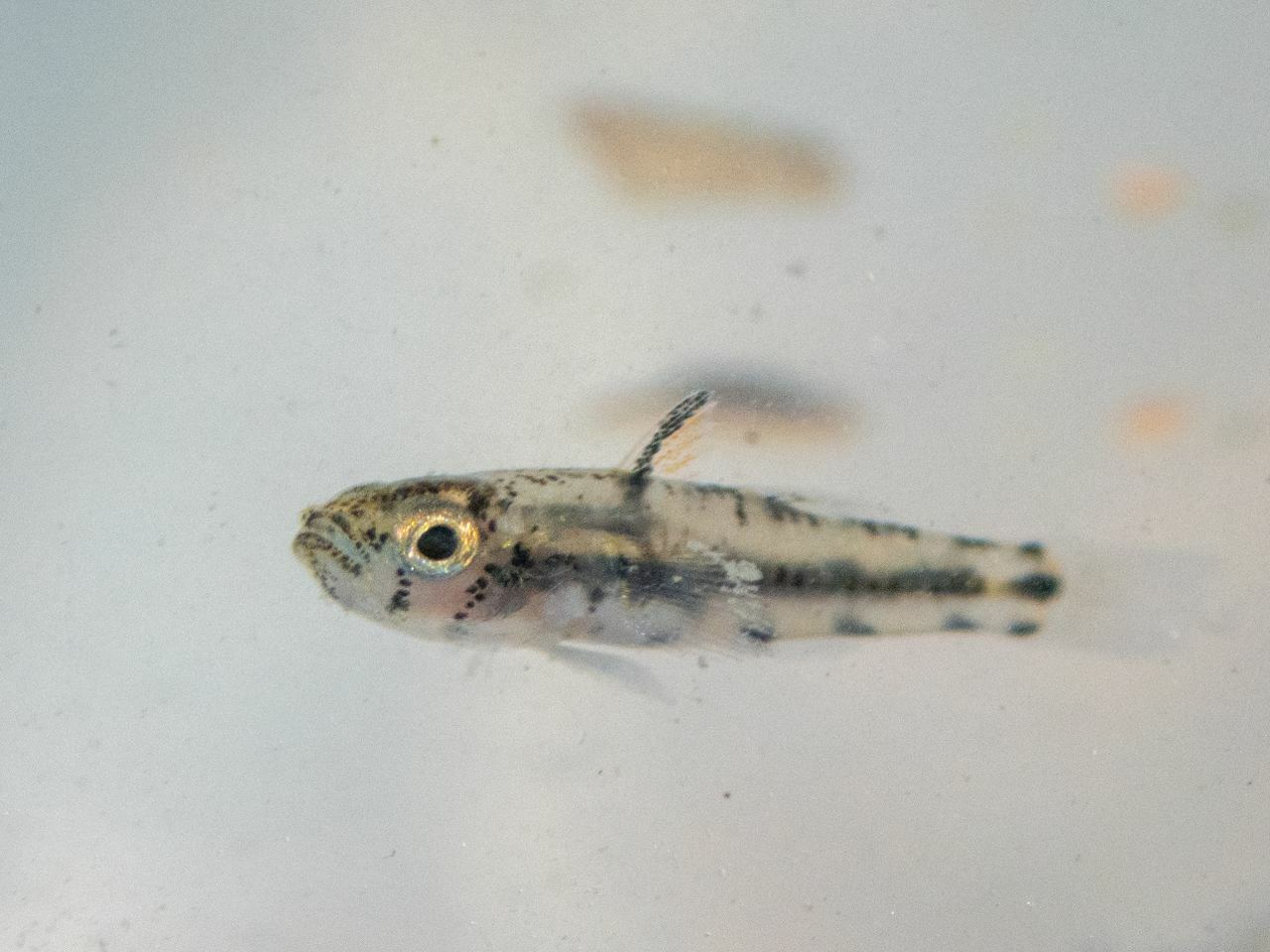 ภาพ ปลาบู่ลายจุด (Pandaka bipunctata)