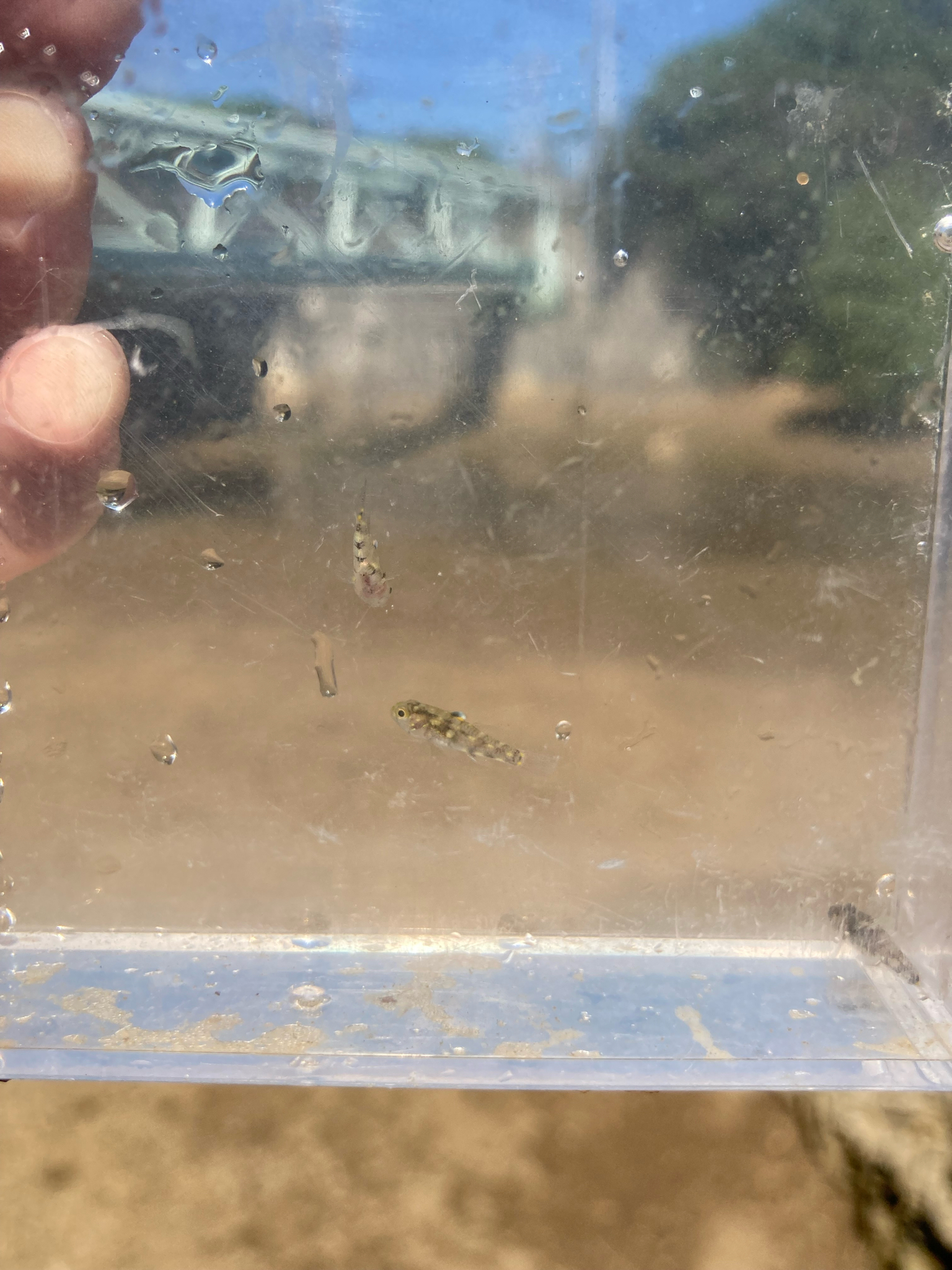 ภาพ ปลาบู่ trimaculata (Pandaka trimaculata)