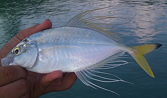 ภาพ ปลา radiatus (Pantolabus radiatus)