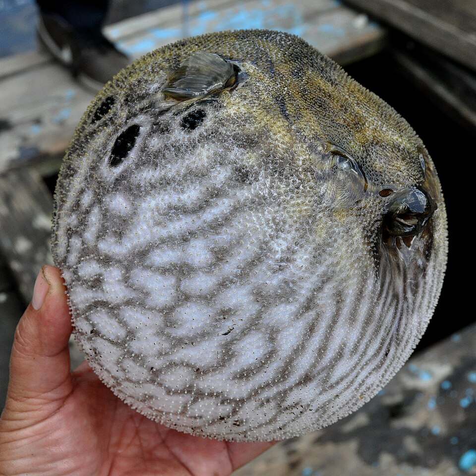 ภาพ ปลาปักเป้าท้องตาข่าย (Pao palembangensis)