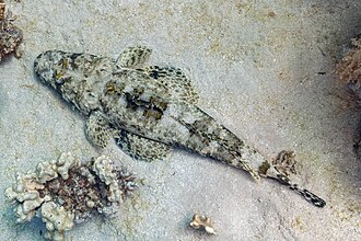 ภาพ ปลา longiceps (Papilloculiceps longiceps)