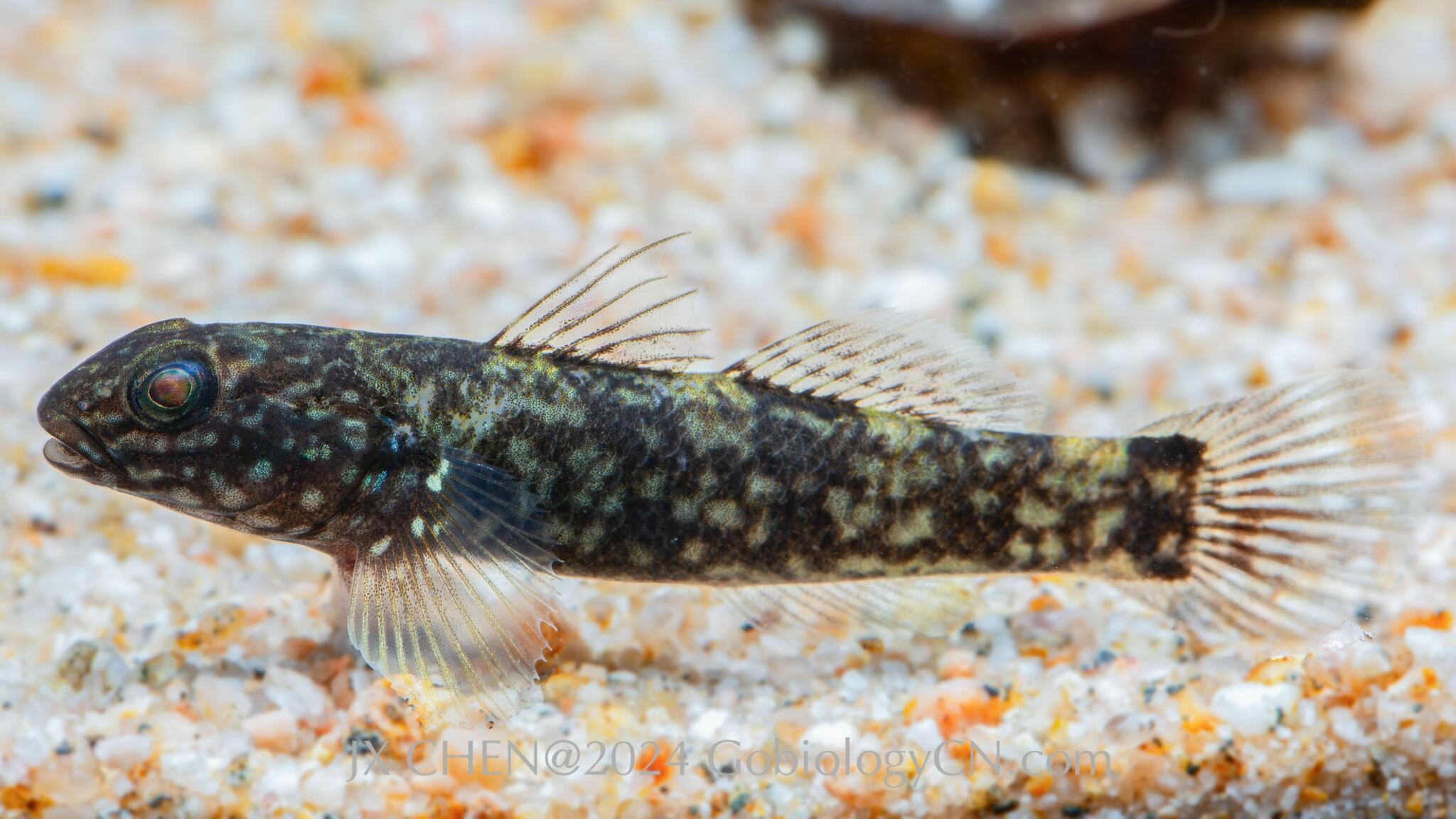 ภาพ ปลาบู่ uniporus (Papuligobius uniporus)