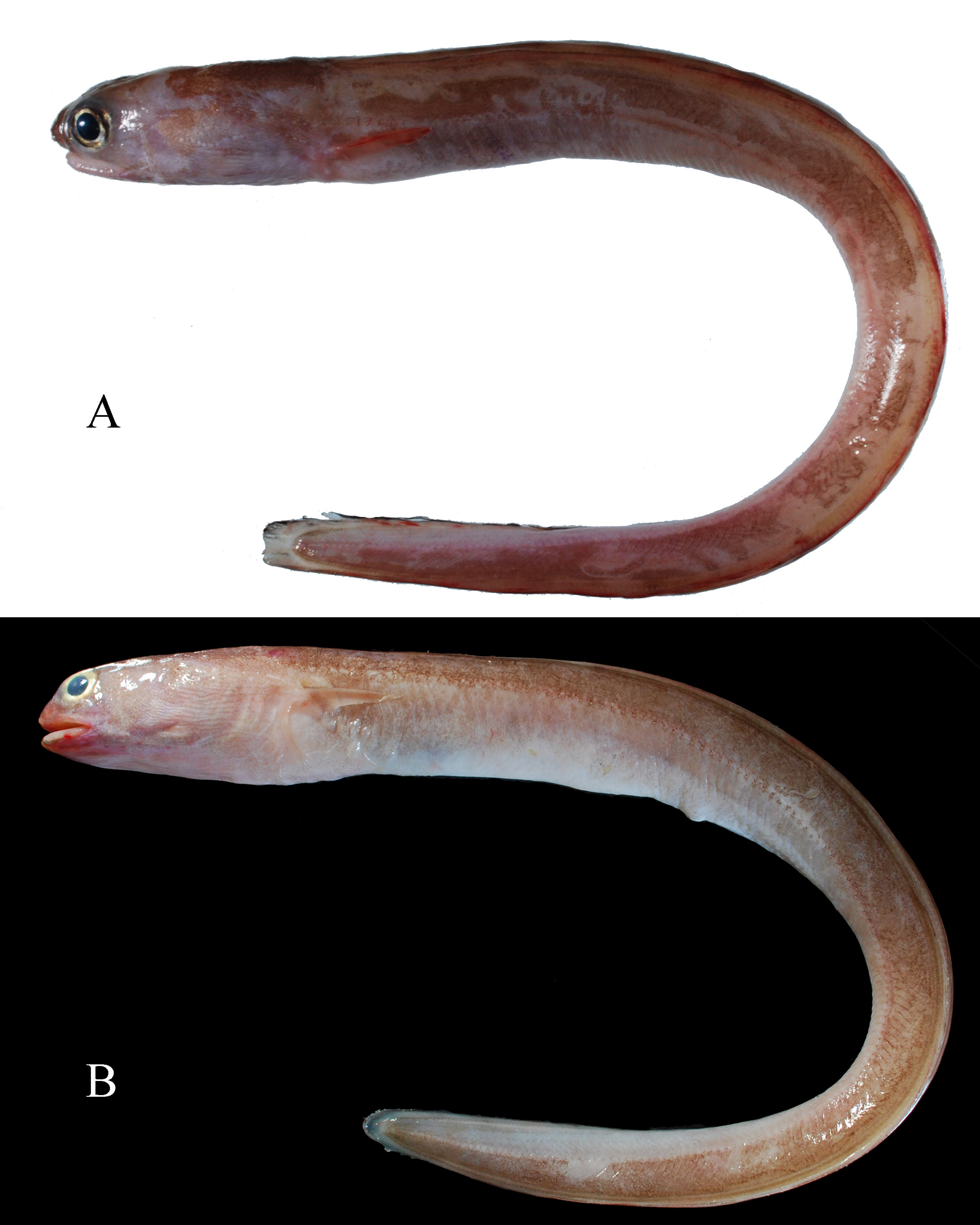 ภาพ ปลา brachyrhynchus (Parabathymyrus brachyrhynchus)