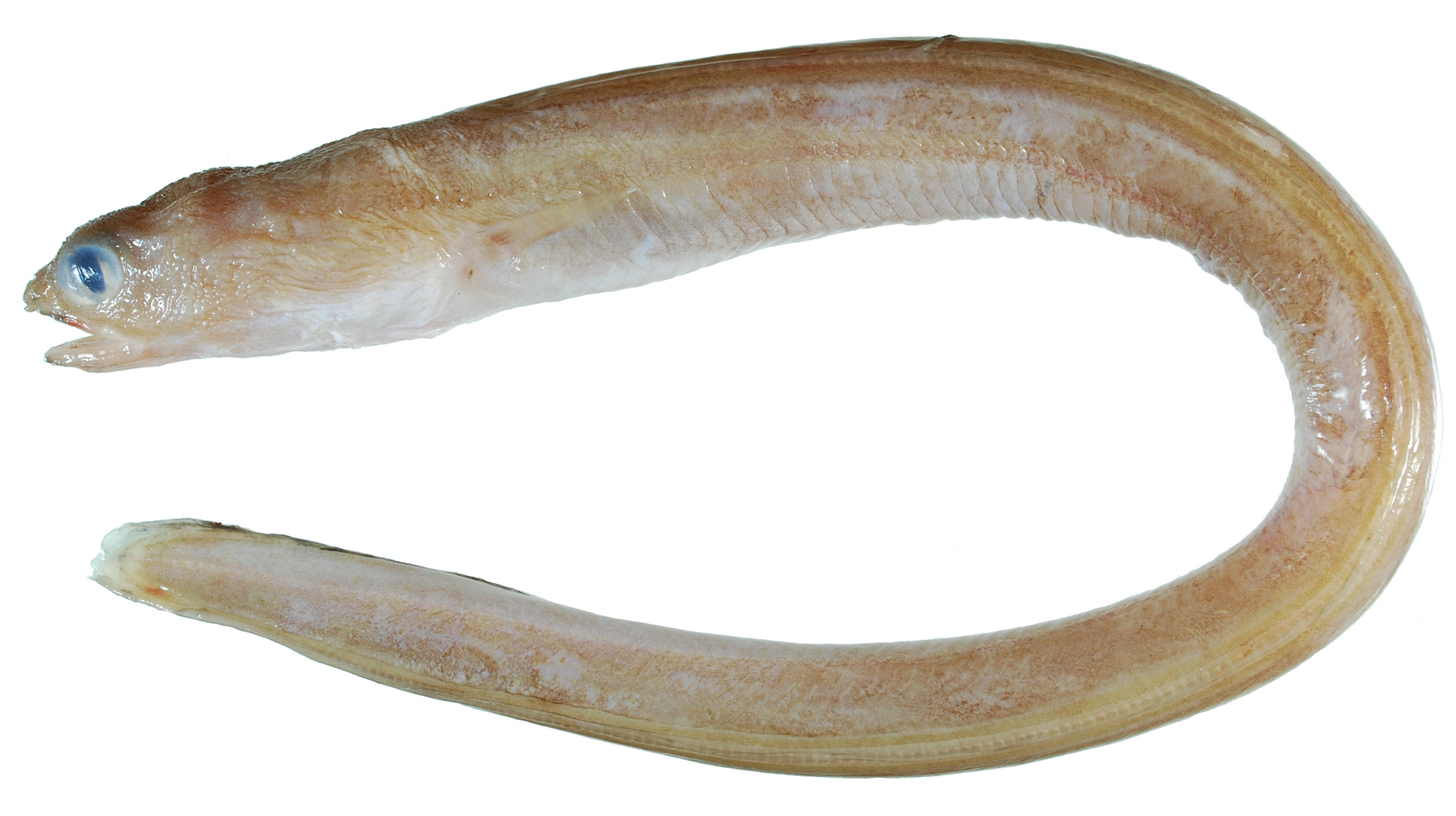 ภาพ ปลา macrophthalmus (Parabathymyrus macrophthalmus)