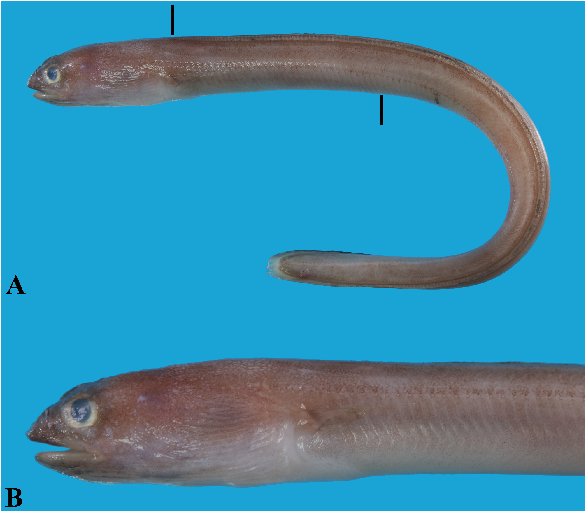 ภาพ ปลา philippinensis (Parabathymyrus philippinensis)