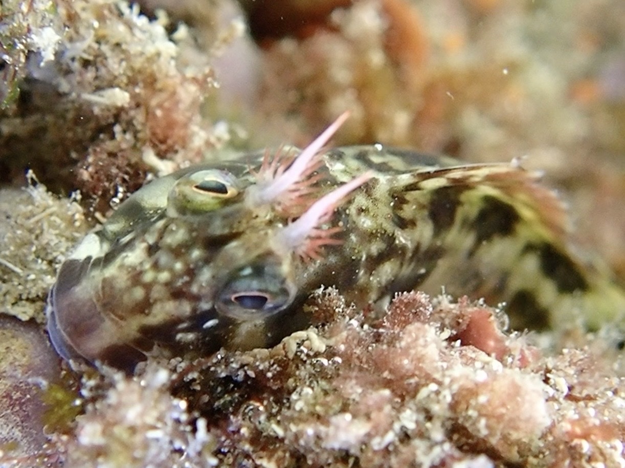 ภาพ ปลาตั๊กแตนหินมีเขาตั๊กแตนหิน (Parablennius cornutus)