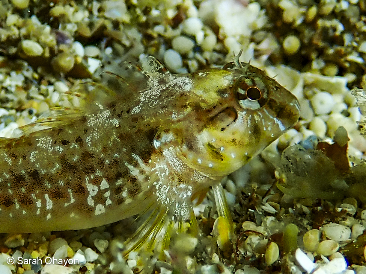 ภาพ ปลาตั๊กแตนหินตั๊กแตนหิน (Parablennius cyclops)