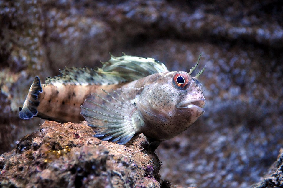 ภาพ ปลาตั๊กแตนหิน gattorugine (Parablennius gattorugine)