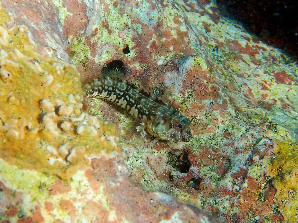 ภาพ ปลาตั๊กแตนหินตั๊กแตนหิน (Parablennius goreensis)