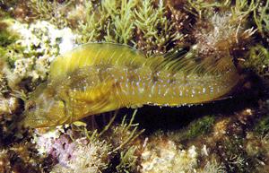 ภาพ ปลาตั๊กแตนหินตั๊กแตนหิน (Parablennius incognitus)