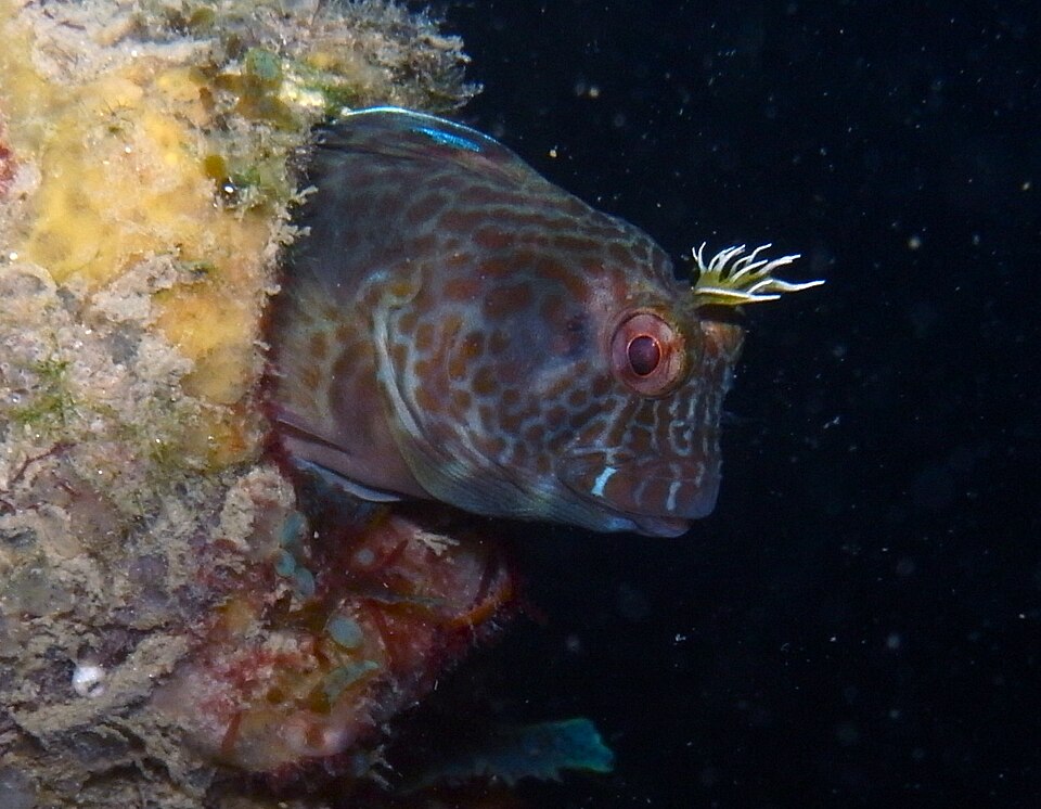ภาพ ปลาตั๊กแตนหินเทียมตั๊กแตนหิน (Parablennius intermedius)