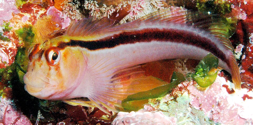 ภาพ ปลาตั๊กแตนหินมีหงอนตั๊กแตนหิน (Parablennius laticlavius)
