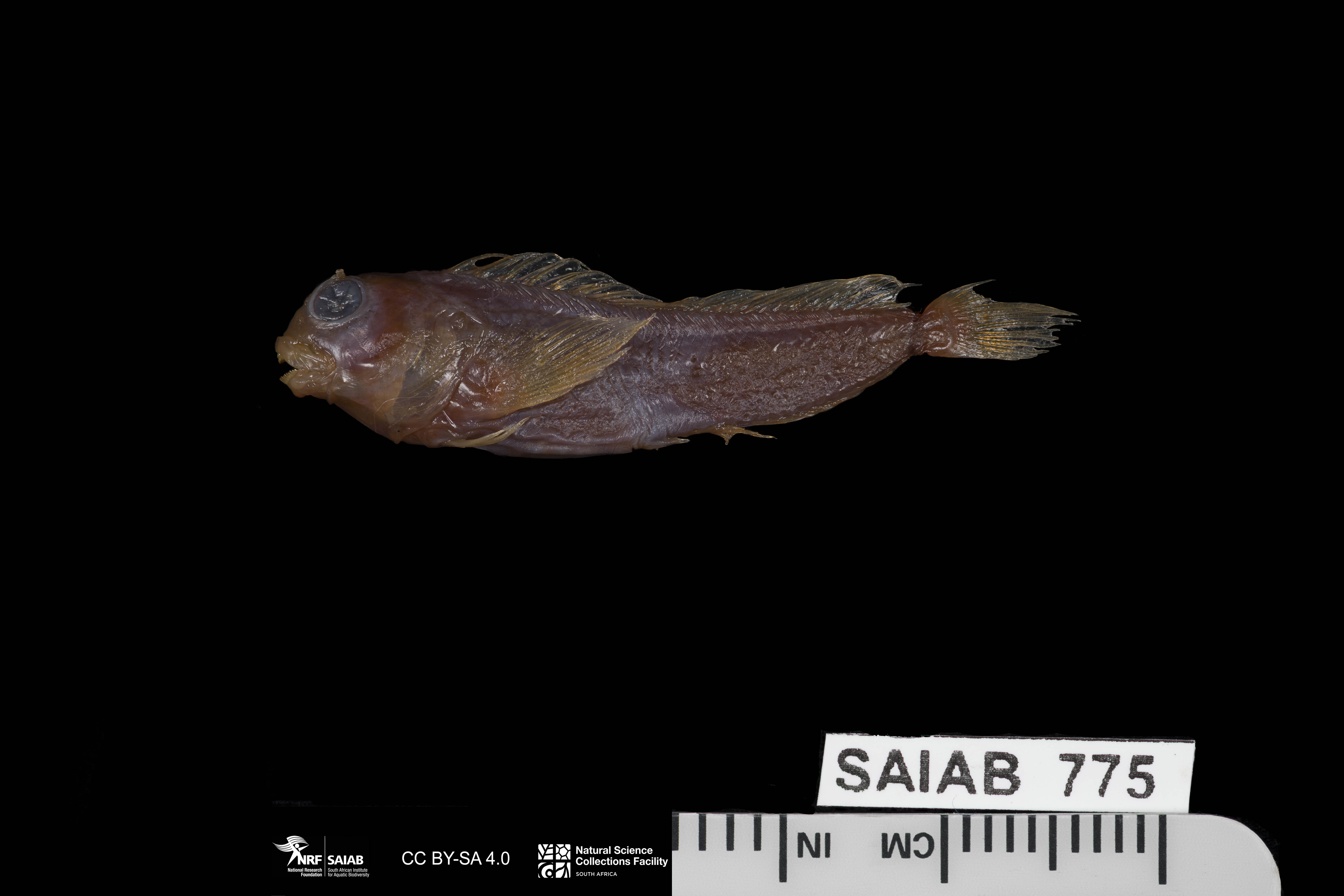 ภาพ ปลาตั๊กแตนหินตั๊กแตนหิน (Parablennius lodosus)