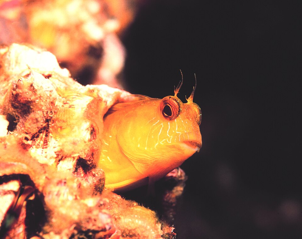 ภาพ ปลาตั๊กแตนหินตั๊กแตนหิน (Parablennius marmoreus)