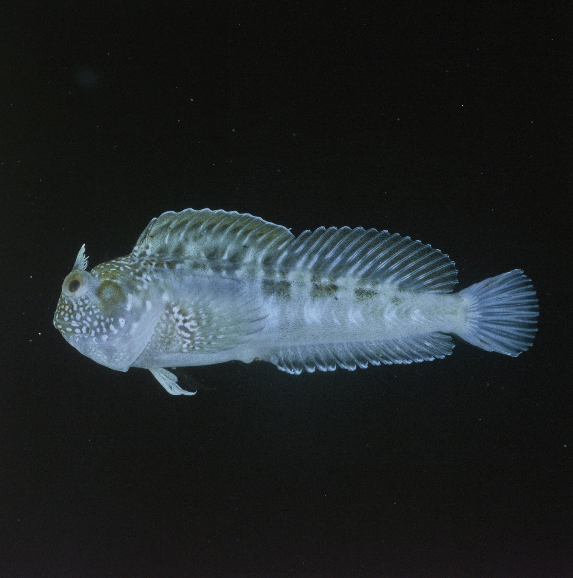 ภาพ ปลาตั๊กแตนหินตั๊กแตนหิน (Parablennius opercularis)