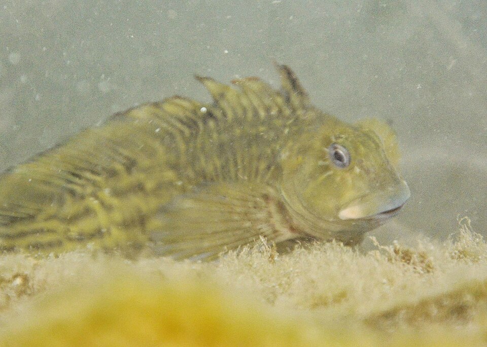 ภาพ ปลาตั๊กแตนหินตั๊กแตนหิน (Parablennius parvicornis)