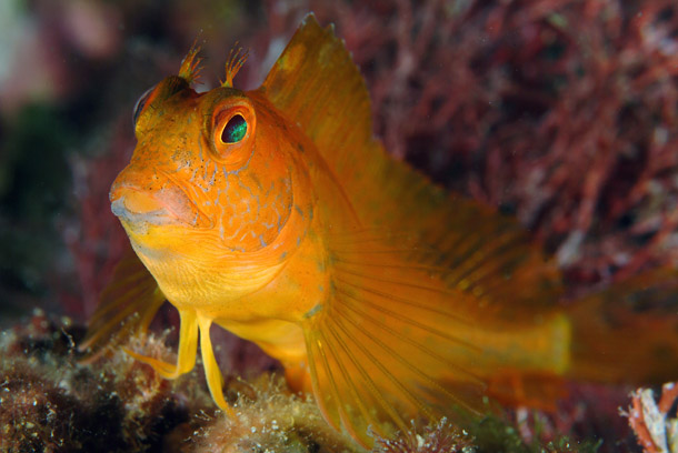 ภาพ ปลาตั๊กแตนหินมีเขาตั๊กแตนหิน (Parablennius pilicornis)