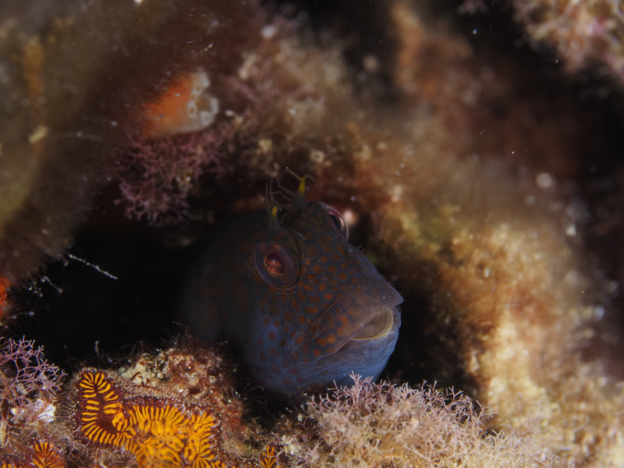ภาพ ปลาตั๊กแตนหินเทียมตั๊กแตนหิน (Parablennius postoculomaculatus)