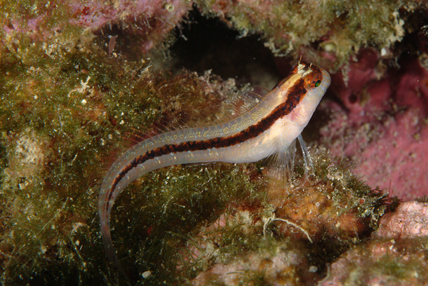 ภาพ ปลาตั๊กแตนหินตั๊กแตนหิน (Parablennius rouxi)