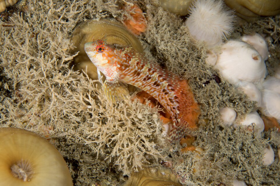 ภาพ ปลาตั๊กแตนหินตั๊กแตนหิน (Parablennius ruber)