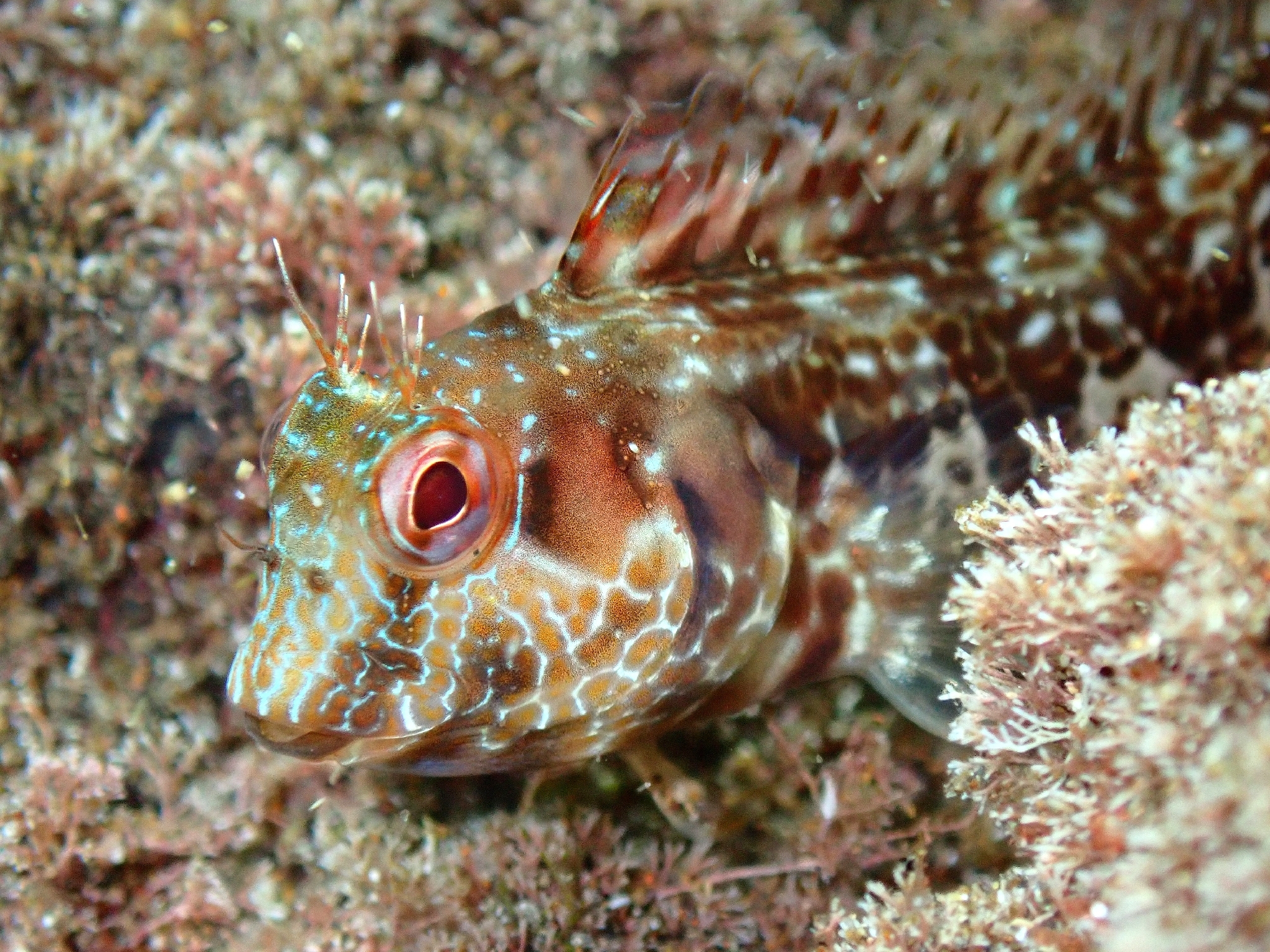 ภาพ ปลาตั๊กแตนหินตั๊กแตนหิน (Parablennius salensis)