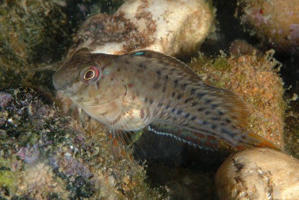 ภาพ ปลาตั๊กแตนหินดำตั๊กแตนหิน (Parablennius sanguinolentus)